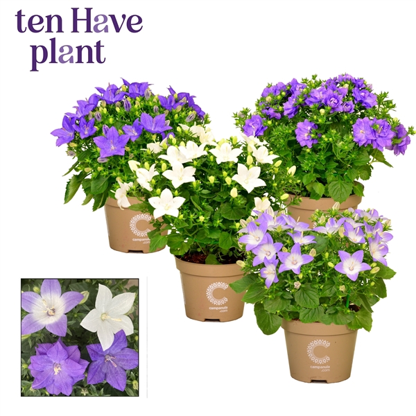 Campanula Isophylla Mix