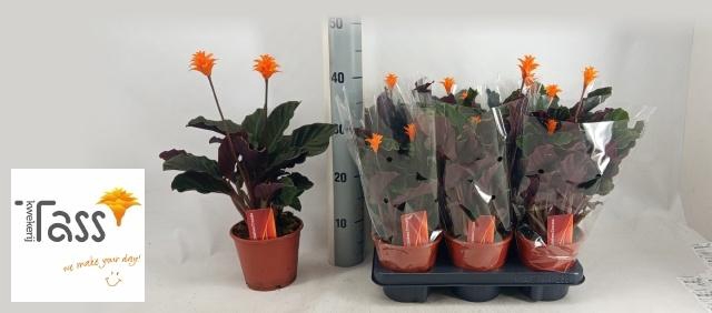 <h4>CALAT CROCATA</h4>