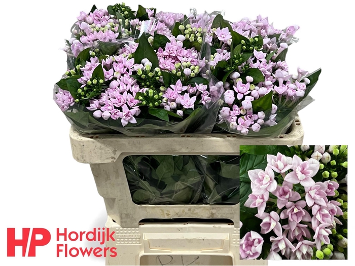 <h4>BOU DU PRINCIE IMP</h4>