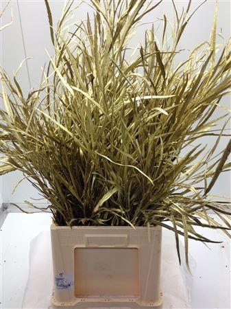 <h4>Grevilea Goud</h4>