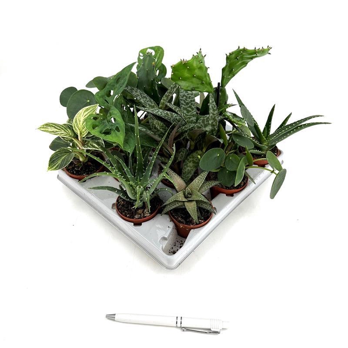 <h4>Mini'JUNGLE' Mix (vari.plants)</h4>