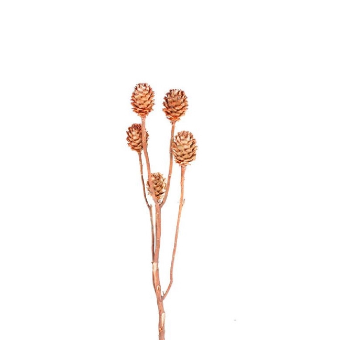 <h4>Dried flowers Salignum 26cm x3</h4>