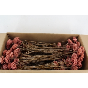 Stick Shola Dahlia Ø8 O.Pink