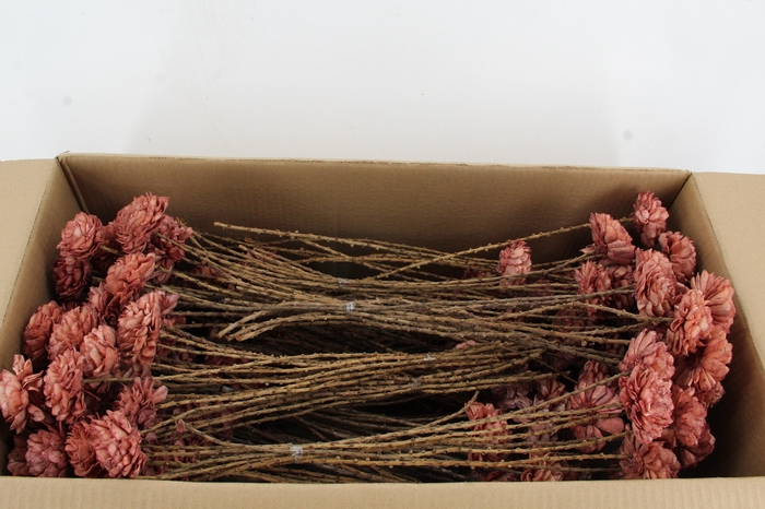 <h4>Stick Shola Dahlia Ø8 O.Pink</h4>