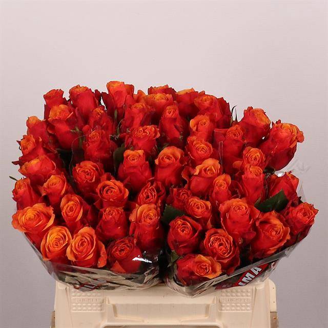 <h4>Rosa large espana</h4>