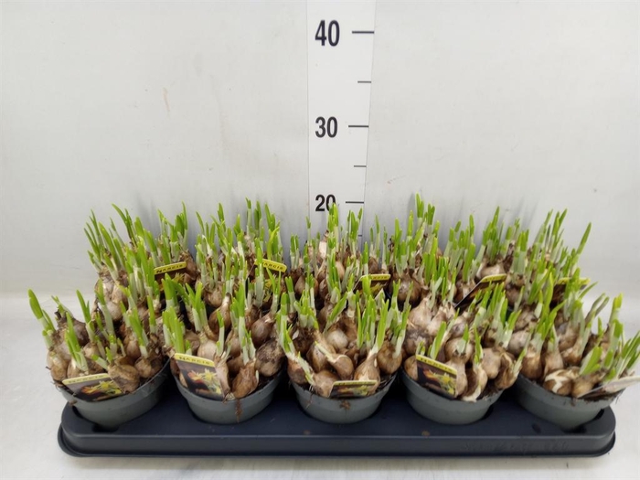 <h4>Narcissus ...</h4>