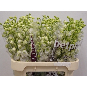 DELPH DU DEW WHI SMI