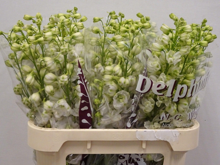 <h4>DELPH DU DEW WHI SMI</h4>