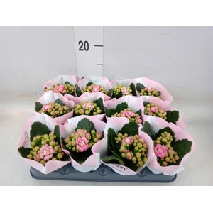 Kalanchoe blos.   ..