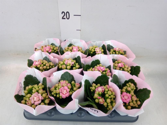 <h4>Kalanchoe blos.   ..</h4>