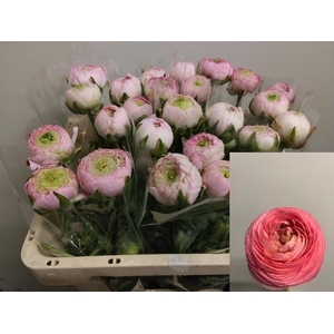 RANUNCULUS  'AMANDINE MARSH'