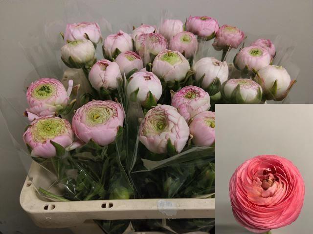 <h4>RANUNCULUS  'AMANDINE MARSH'</h4>