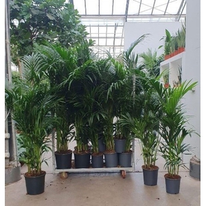 Howea forsteriana