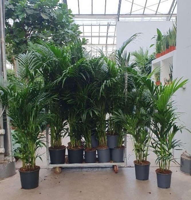 <h4>Howea forsteriana</h4>
