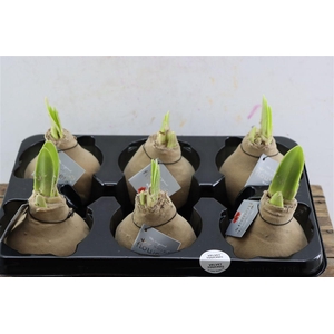 Wax Hipp Velvet Pastel Creme