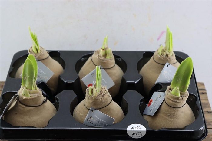 <h4>Wax Hipp Velvet Pastel Creme</h4>