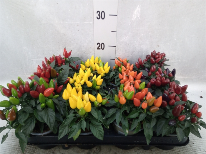 Capsicum annuum 'Salsa'   ...mix