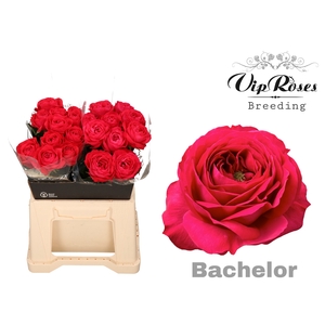 R Gr Bachelor X20