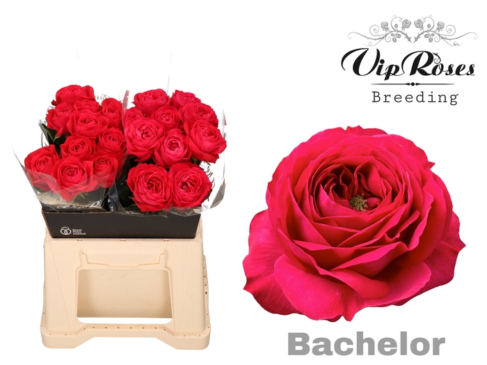<h4>R GR BACHELOR x20</h4>