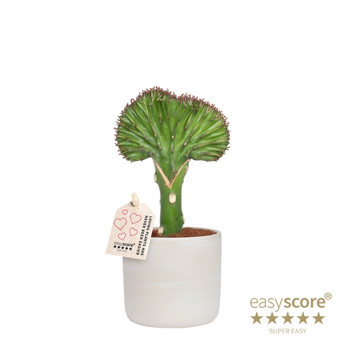 EUPHORBIA LACTEA P10 RAW GREY