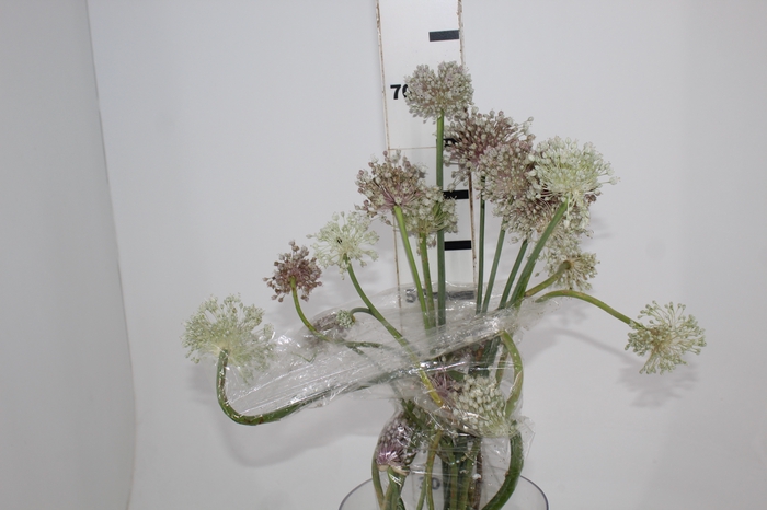 FLOR DE ALHO