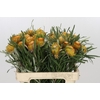Banksia Dryandra