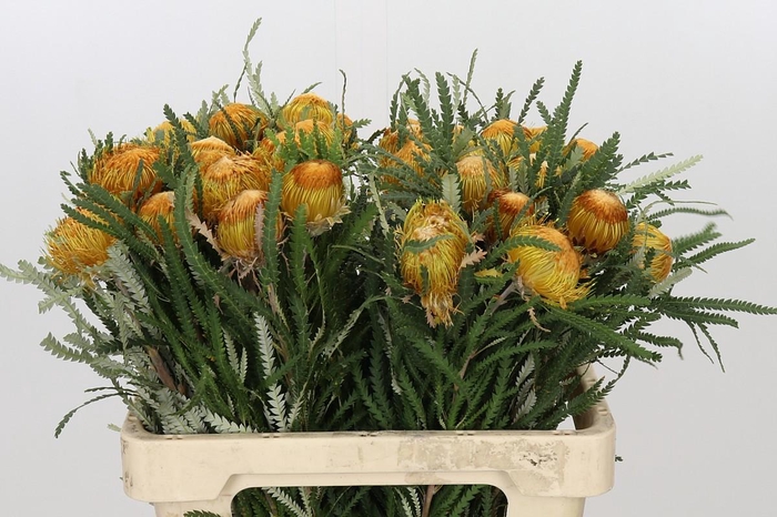<h4>Banksia Dryandra</h4>
