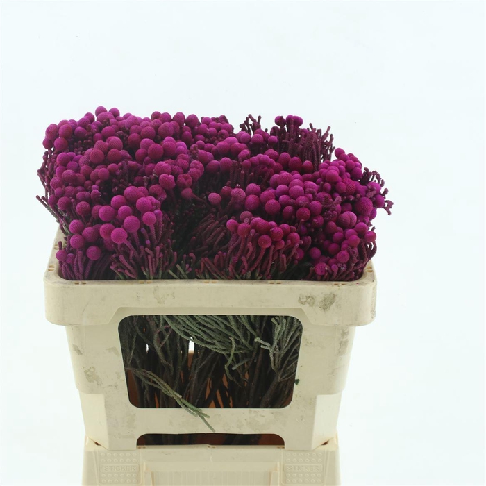 <h4>Brunia Klb Purple</h4>