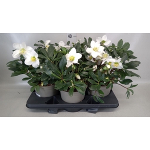 Helleborus niger 'Mon Blanc'