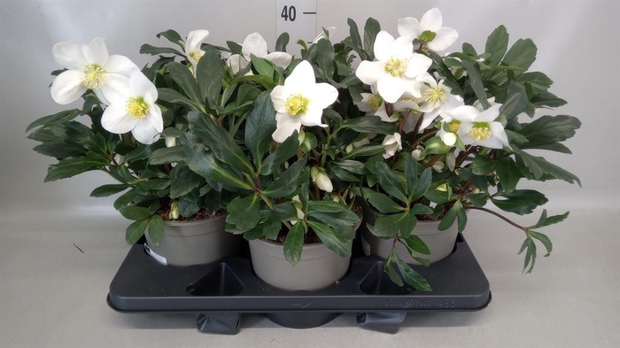 <h4>Helleborus niger 'Mon Blanc'</h4>