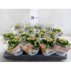 Kalanchoe blos. 'RosDon Nando'