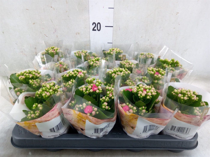 <h4>Kalanchoe blos. 'RosDon Nando'</h4>