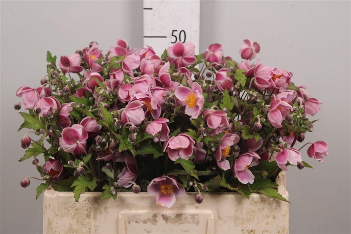 <h4>Anem Pink</h4>