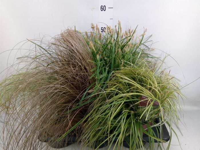 <h4>Carex   ...mix</h4>