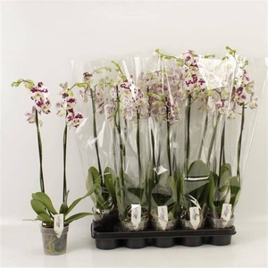 PHAL AN MARRAKESH