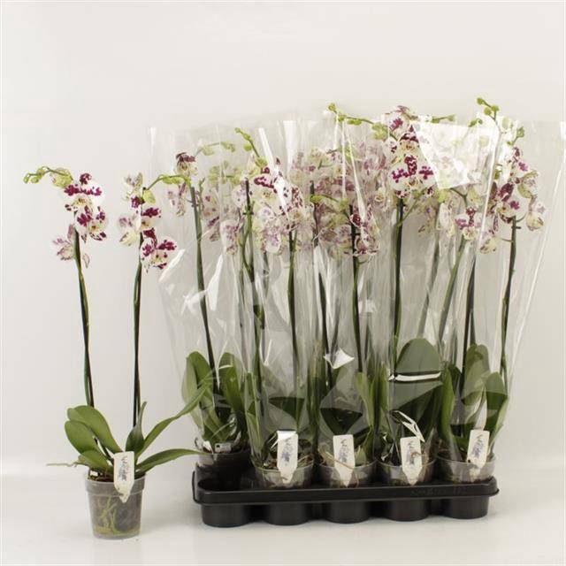 <h4>PHAL AN MARRAKESH</h4>