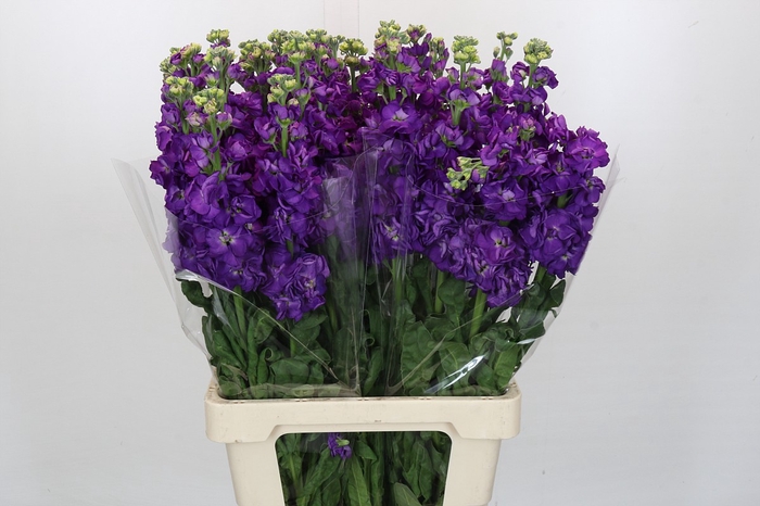 <h4>Matthiola Iron Purple</h4>