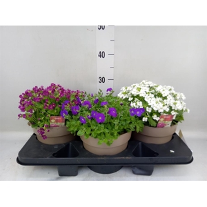 Rotsplanten   ...mix   [Rock plant]