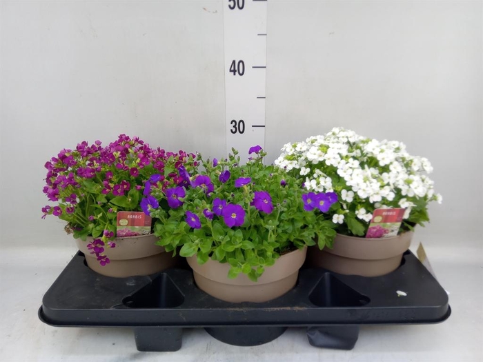 <h4>Rotsplanten   ...mix   [Rock plant]</h4>