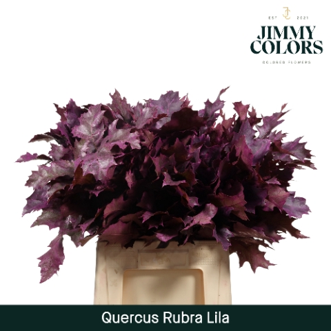 Quercus Rubra L60 Klbh. Lila