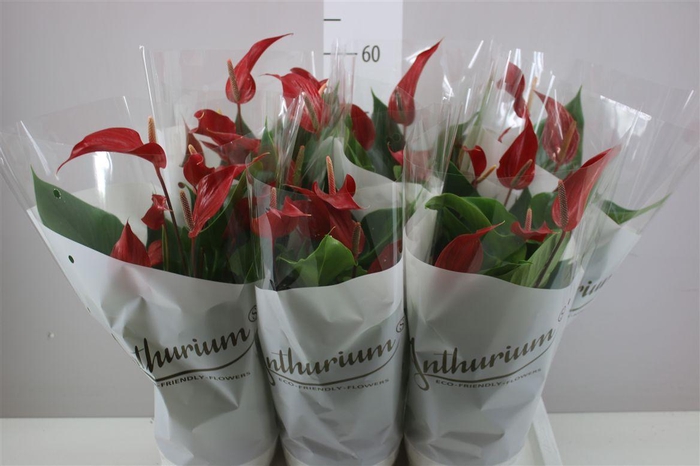 <h4>Anth Banderola Roja</h4>