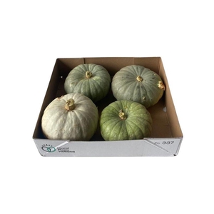 Cucurbita