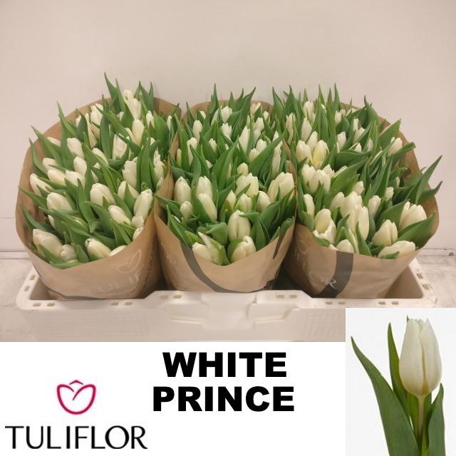 <h4>TU EN WHITE PRINCE</h4>