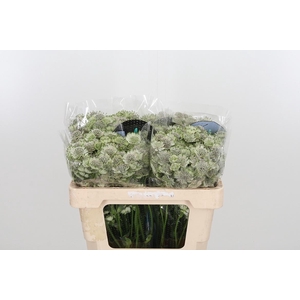 Astr Billion Star Xl