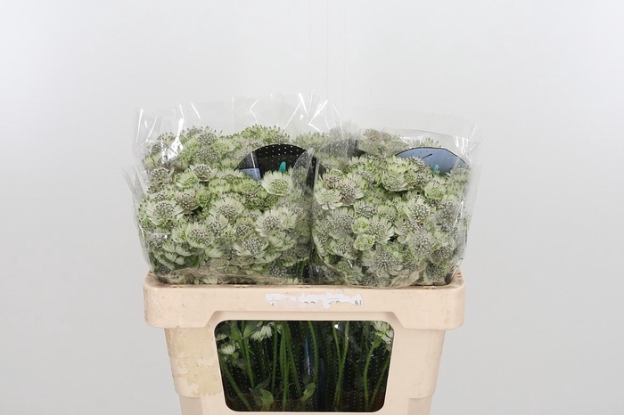 <h4>Astr Billion Star Xl</h4>