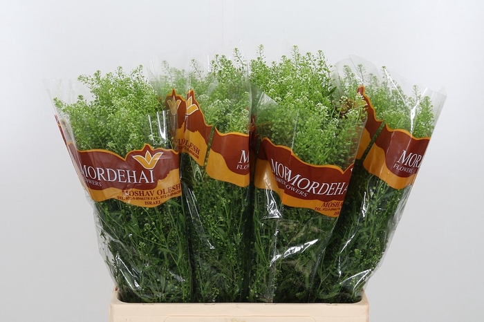 <h4>Lepidium Green Bell</h4>