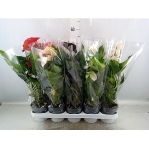 Anthurium   ...mix