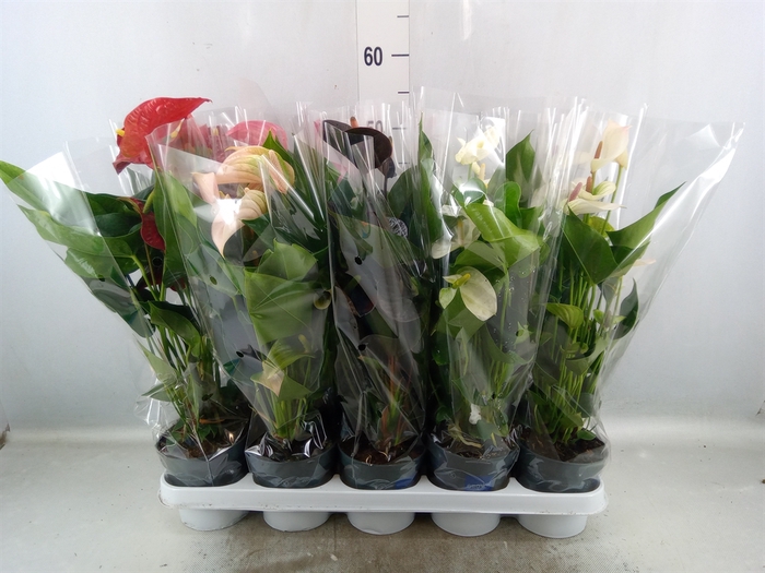 <h4>Anthurium   ...mix</h4>