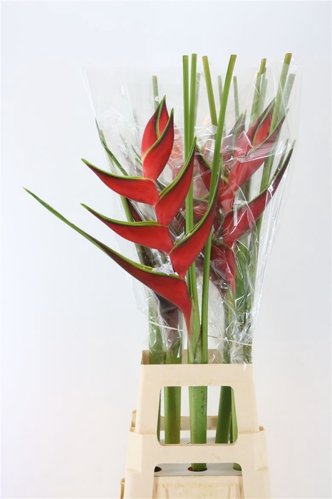 <h4>Hel Ort Escarlata (mg)</h4>