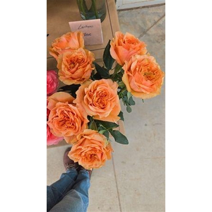 R Gr Exotic Orange